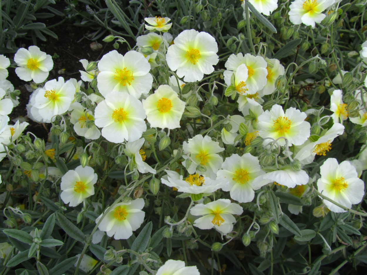 Helianthemum cultorum 'Snow Queen'